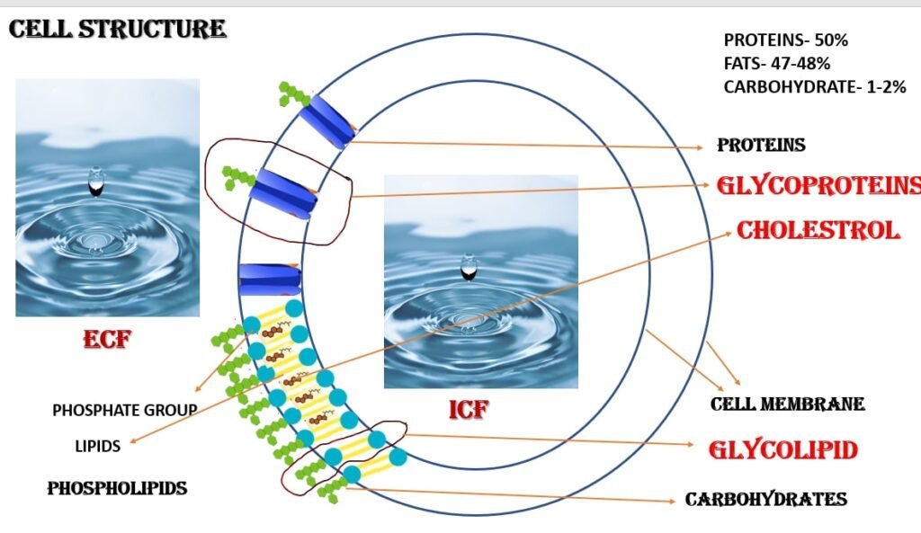 Structure of human Cell