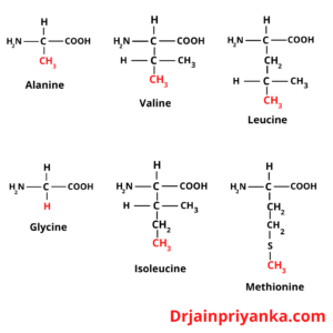 Amino Acid Structure 1