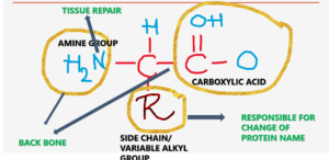 Amino Acid Structure