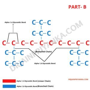 Amylopechtin Structure Starch Types of Starch Structure of Starch Structure of Amylopectin 1