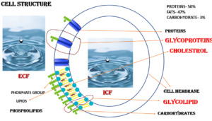 Cell Structure - Proteins
