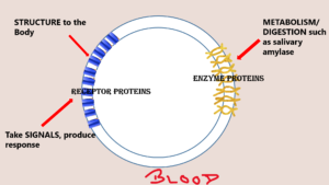 Receptor 2